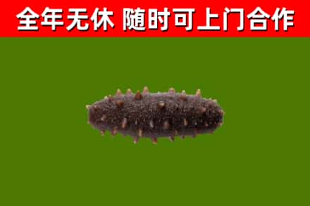 澧县烟酒回收干海参.jpg
